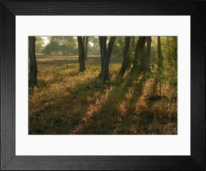 Framed Print : Early morning bushveld scene. Northern Tuli Game Reserve