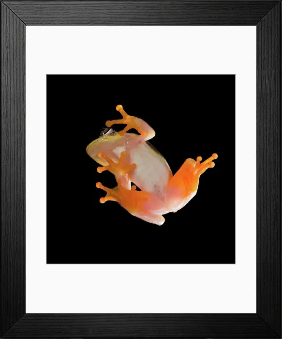 Framed Print : Madagascar Reed frog (Heterixalus madagascariensis) viewed from beneath Framed Print : Madagascar Reed frog (Heterixalus madagascariensis) viewed from beneath