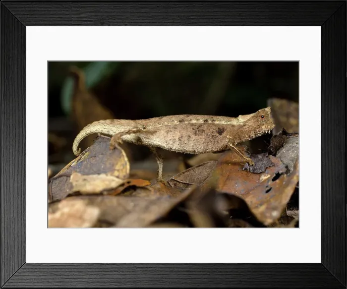 Framed Print : Stump-Tailed chameleon (Brookesia superciliaris) amongst leaf litter Framed Print : Stump-Tailed chameleon (Brookesia superciliaris) amongst leaf litter