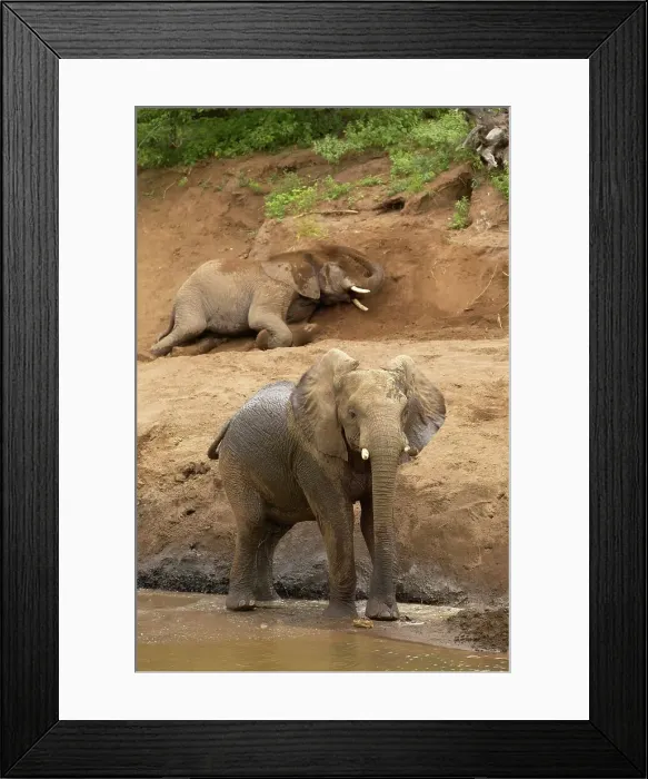 Framed Print : African Elephant (Loxodonta Africana) at waterhole Framed Print : African Elephant (Loxodonta Africana) at waterhole
