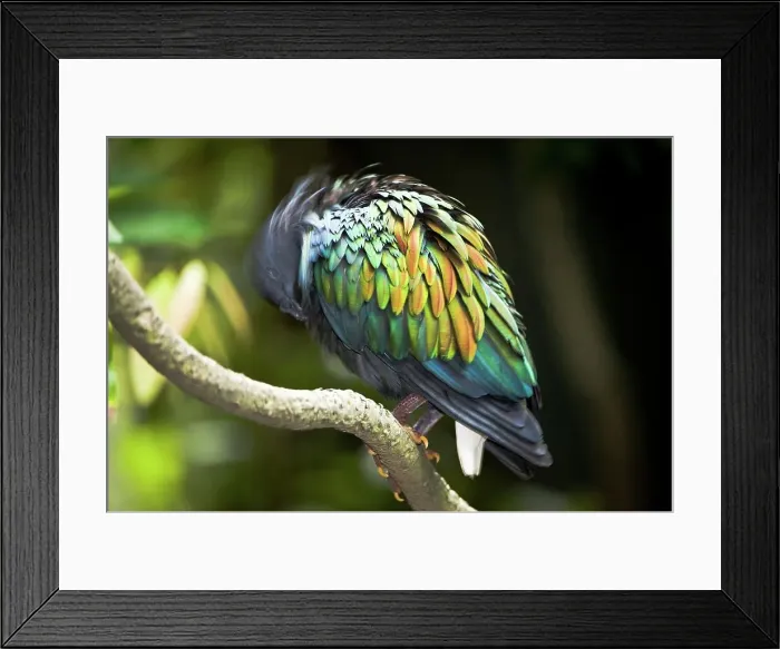 Framed Print : Nicobar pigeon (Caloenas nicobarica) perching on a tree branch Framed Print : Nicobar pigeon (Caloenas nicobarica) perching on a tree branch