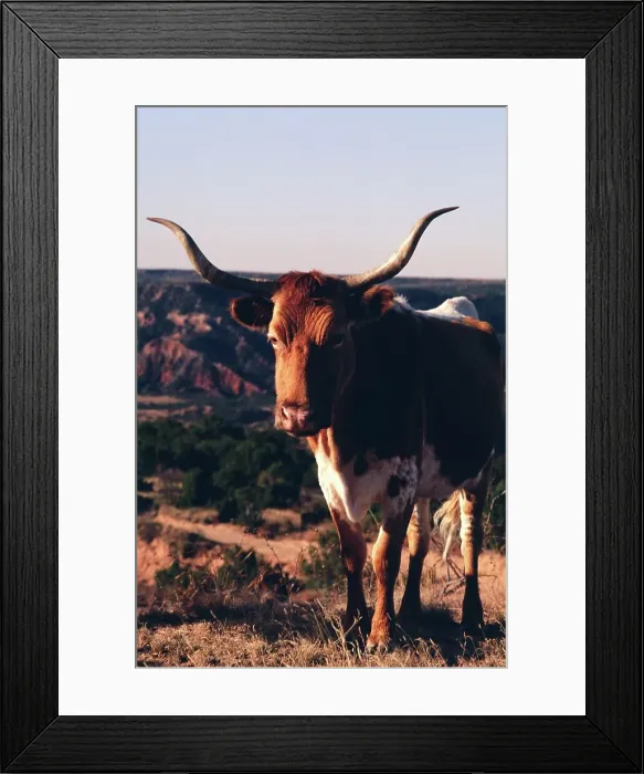 Framed Print : Texas Longhorn Cow at Palo Duro Canyon State Park Framed Print : Texas Longhorn Cow at Palo Duro Canyon State Park