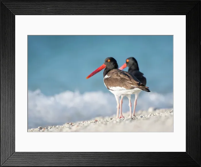 Framed Print : Oystercatchers Framed Print : Oystercatchers