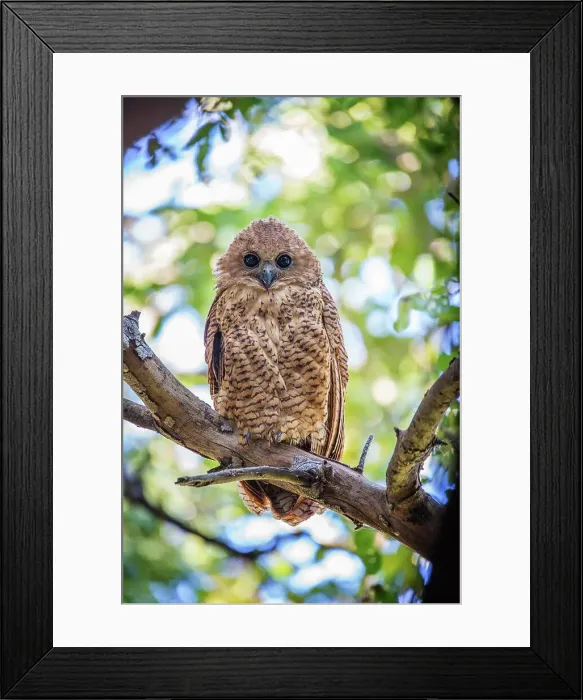 Framed Print : Africa Zambia Botswana South Africa Capetown