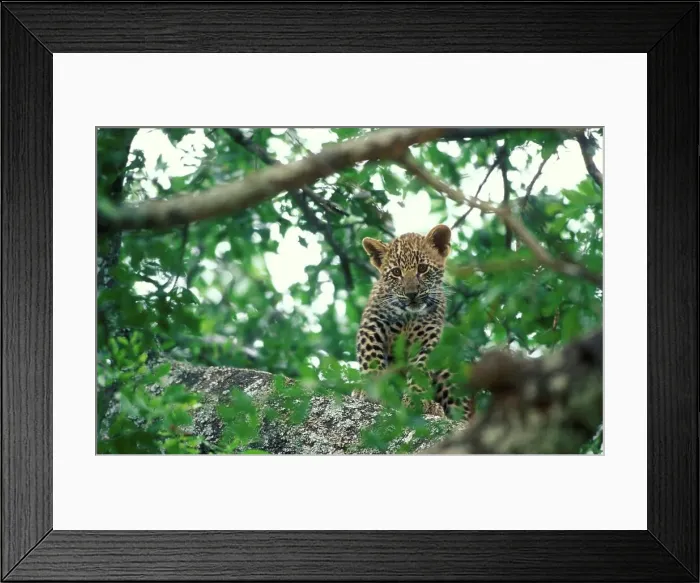 Framed Print : Leopard (Panthera pardus) In tree
