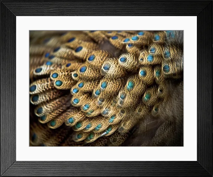 Framed Print : Feathers of male Bornean Peacock-Pheasant (Polyplectron schleiermacheri) at Jurong Bird Park, Singapore Framed Print : Feathers of male Bornean Peacock-Pheasant (Polyplectron schleiermacheri) at Jurong Bird Park, Singapore