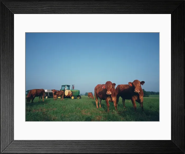 Framed Print : Cows grazing in meadow with tractor in the background Framed Print : Cows grazing in meadow with tractor in the background