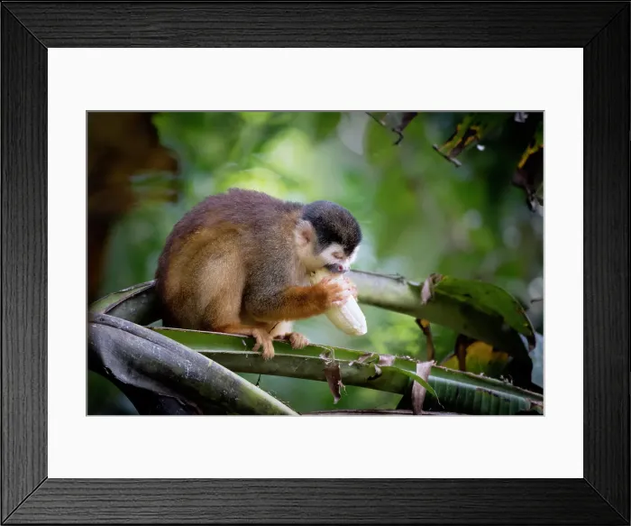 Framed Print : little monkey large banana Framed Print : little monkey large banana