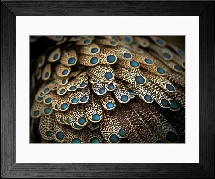 Framed Print : Close-up of feathers of Bornean Peacock-Pheasant (Polyplectron schleiermacheri) captivity at Jurong Bird Park Framed Print : Close-up of feathers of Bornean Peacock-Pheasant (Polyplectron schleiermacheri) captivity at Jurong Bird Park