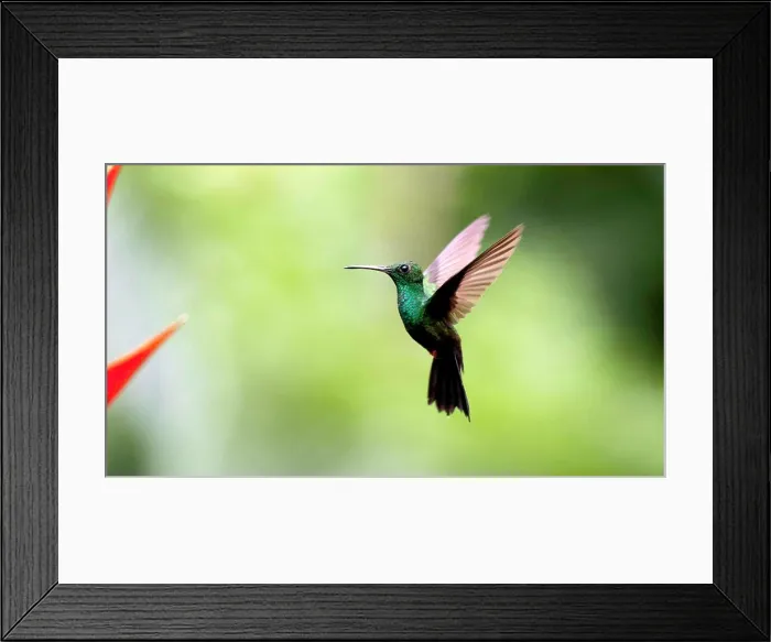 Framed Print : A plumeleteer hummingbird hovers by the flowers it is feeding on Framed Print : A plumeleteer hummingbird hovers by the flowers it is feeding on
