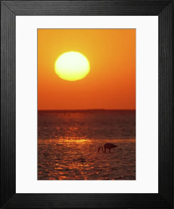 Framed Print : Greater Flamingo. (Phoenicopterus ruber) Framed Print : Greater Flamingo. (Phoenicopterus ruber)