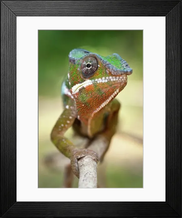 Framed Print : Male Panther chameleon (Furcifer pardalis) in beach side vegetation Framed Print : Male Panther chameleon (Furcifer pardalis) in beach side vegetation