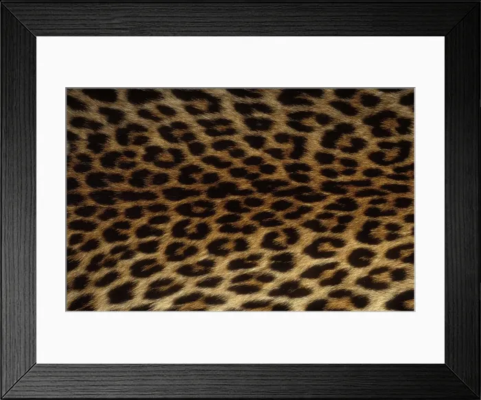 Framed Print : Leopard (Panthera pardus). Detail of skin showing patterns Framed Print : Leopard (Panthera pardus). Detail of skin showing patterns