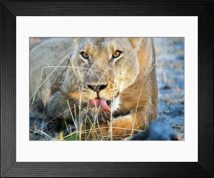 Framed Print : Africa Zambia Botswana South Africa Capetown