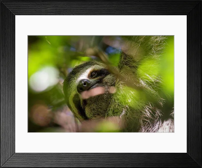 Framed Print : A three-toed sloth hides among the canopy leafs Framed Print : A three-toed sloth hides among the canopy leafs
