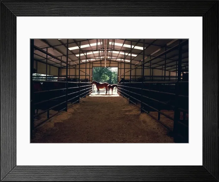 Framed Print : Two horses standing at the entrance of a stable Framed Print : Two horses standing at the entrance of a stable