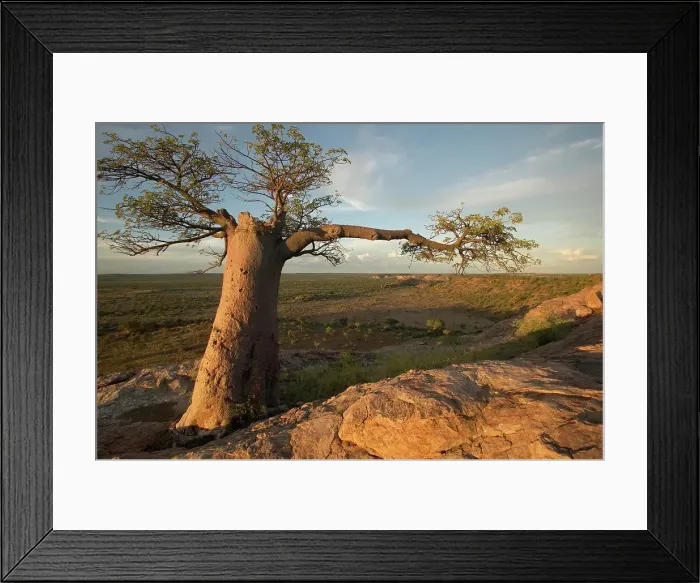 Framed Print : Baobab Tree (Andansonia digitata) on Mmamagwa Hill Framed Print : Baobab Tree (Andansonia digitata) on Mmamagwa Hill