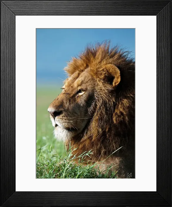 Framed Print : Male lion (Panthera leo) in Ngorongoro Crater