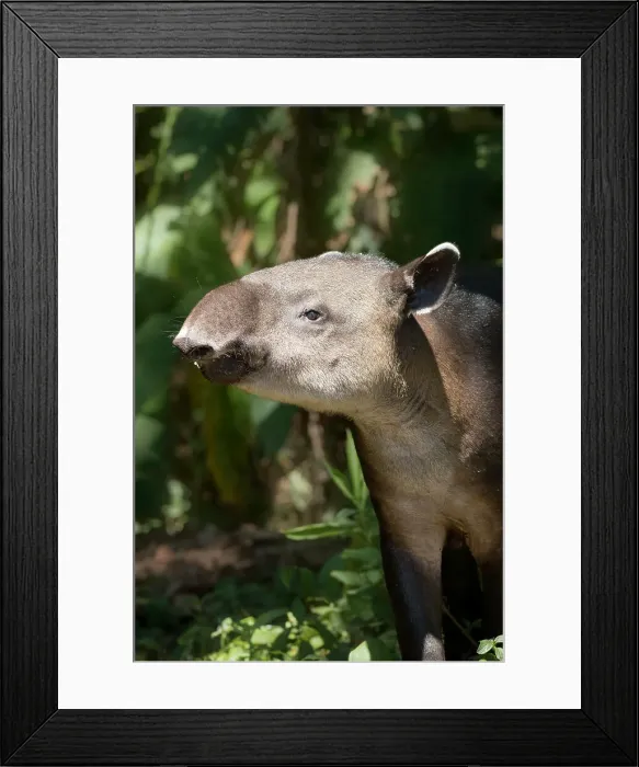 Framed Print : Gentle giants2 Framed Print : Gentle giants2