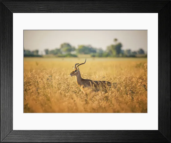 Framed Print : Africa Zambia Botswana South Africa Capetown Framed Print : Africa Zambia Botswana South Africa Capetown