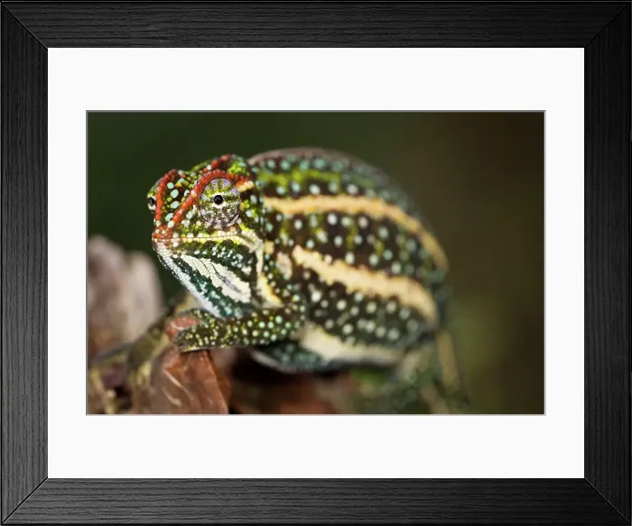 Framed Print : Male Montane Jewelled chameleon (Furcifer campani) in breeding coloration