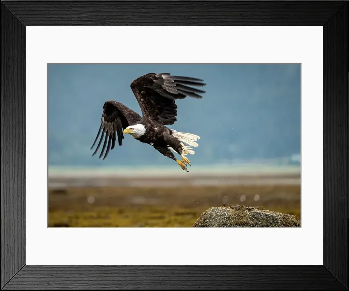 Framed Print : Eagle Take Off Framed Print : Eagle Take Off