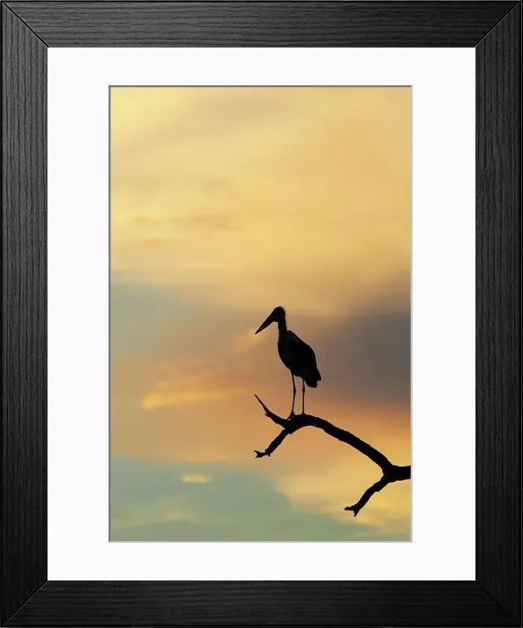 Framed Print : Marabou Stork (Leptopilos crumeniferns) in dead tree at sunset Framed Print : Marabou Stork (Leptopilos crumeniferns) in dead tree at sunset