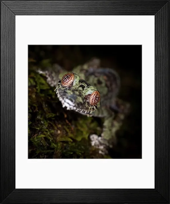 Framed Print : Mossy Leaf-Tailed gecko (Uroplatus sikorae) active in forest understory at night
