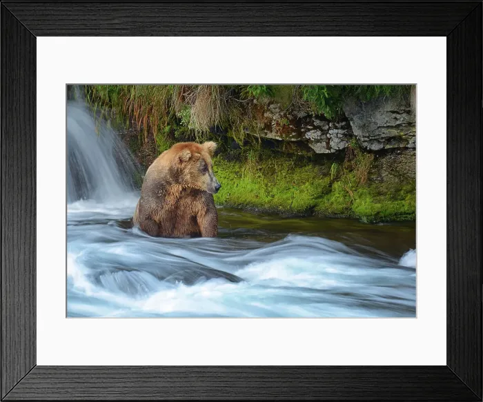 Framed Print : Outdoors Animal Wildlife Brown Bear Bear Alaska - Us State Framed Print : Outdoors Animal Wildlife Brown Bear Bear Alaska - Us State