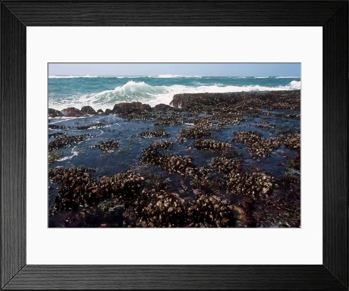 Framed Print : Brown Mussels on rocks. KwaZulu-Natal Framed Print : Brown Mussels on rocks. KwaZulu-Natal