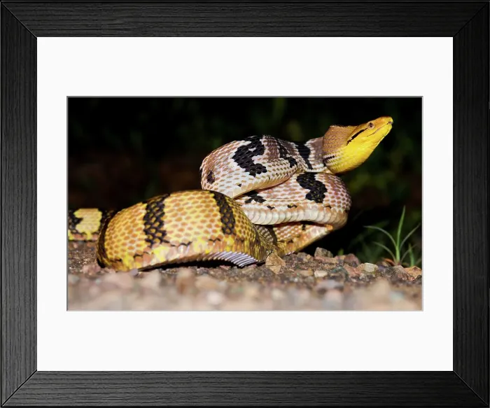 Framed Print : Adult Dog-Toothed Cat snake (Boiga cynodon) in aggressive posture Framed Print : Adult Dog-Toothed Cat snake (Boiga cynodon) in aggressive posture