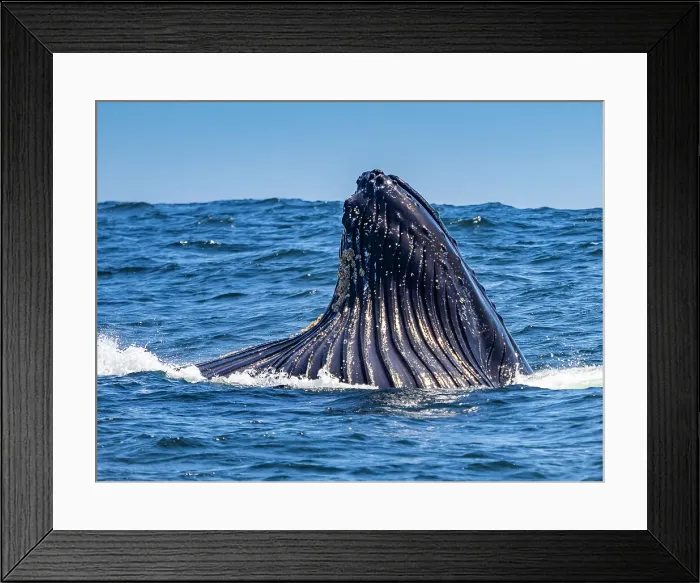 Framed Print : California Humpback Whale (Megaptera Novaeangliae) Framed Print : California Humpback Whale (Megaptera Novaeangliae)