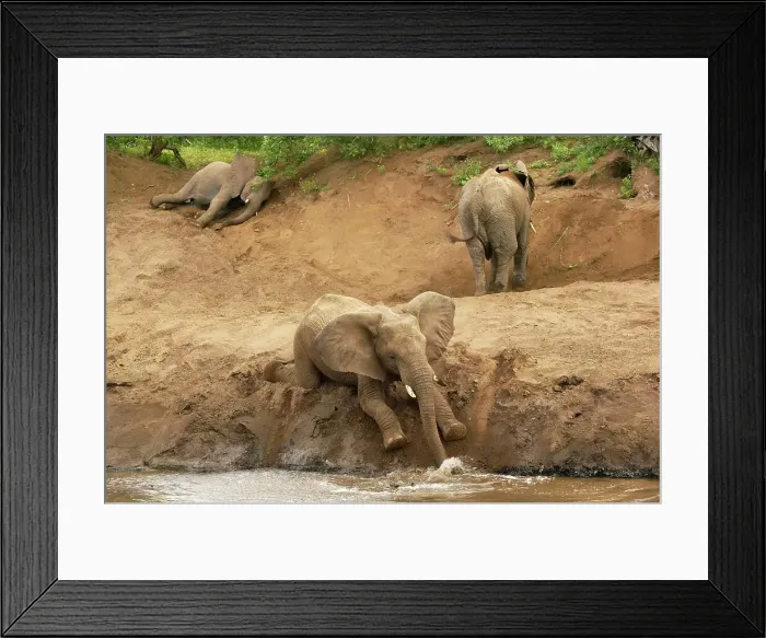 Framed Print : African Elephant (Loxodonta Africana) at waterhole Framed Print : African Elephant (Loxodonta Africana) at waterhole