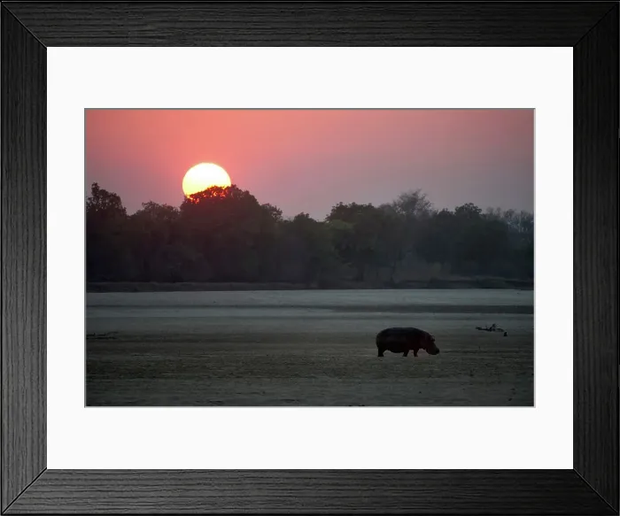 Framed Print : Hippopotamus (Hippopotamus amphibius) heading back to Luangwa River at dawn Framed Print : Hippopotamus (Hippopotamus amphibius) heading back to Luangwa River at dawn