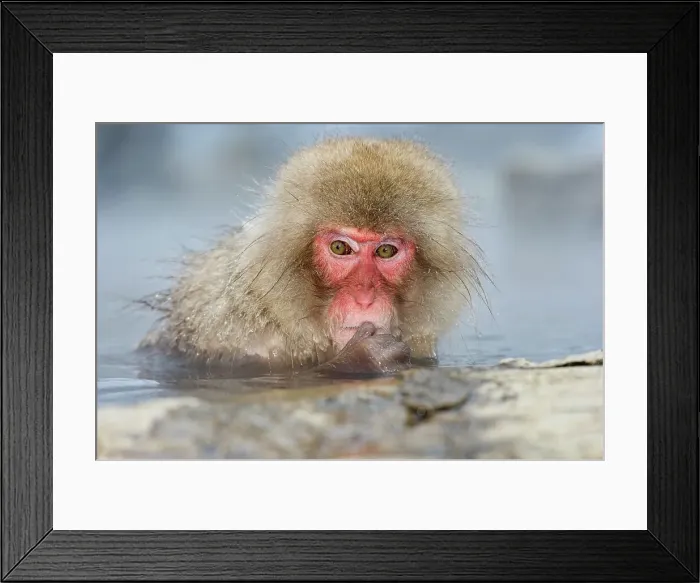 Framed Print : Japanese macaque or snow monkey (Macaca fuscata) in hot spring Framed Print : Japanese macaque or snow monkey (Macaca fuscata) in hot spring