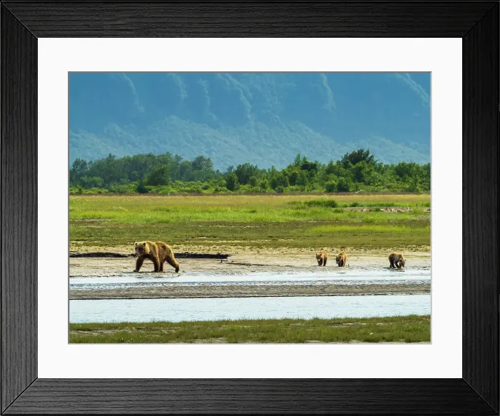 Framed Print : Alaska Alaska Peninsula Coastal Brown Bears Coastal Brown Bears (Ursus Arctos Horribilis) Framed Print : Alaska Alaska Peninsula Coastal Brown Bears Coastal Brown Bears (Ursus Arctos Horribilis)