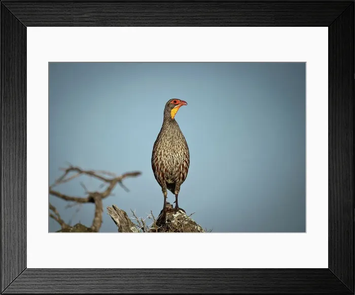 Framed Print : Grey-Breasted spurfowl (Francolinus rufopictus) calling Framed Print : Grey-Breasted spurfowl (Francolinus rufopictus) calling