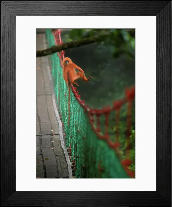 Framed Print : Red Leaf Monkey (Presbytis rubicunda) on a rope bridge Framed Print : Red Leaf Monkey (Presbytis rubicunda) on a rope bridge