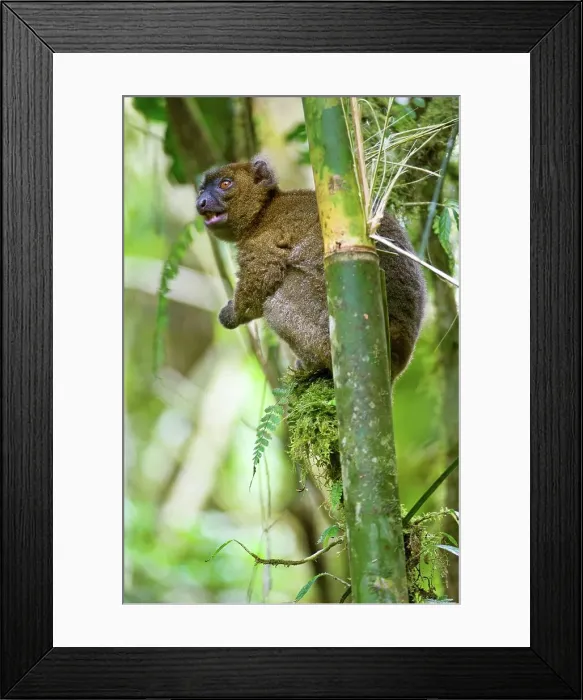 Framed Print : Greater Bamboo lemur (Prolemur simus) feeding in giant bamboo