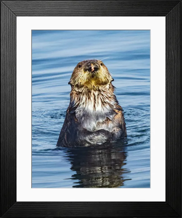 Framed Print : California Curious Southern Sea Otter (Enhydra Lutris) Framed Print : California Curious Southern Sea Otter (Enhydra Lutris)