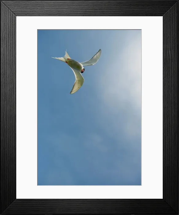 Framed Print : UK, Northumberland, Arctic Tern (Sterna paradisaea) adult in flight portrait