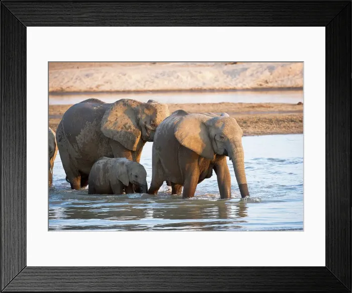 Framed Print : African elephants (Loxodonta africana) wading through the Luangwa River Framed Print : African elephants (Loxodonta africana) wading through the Luangwa River