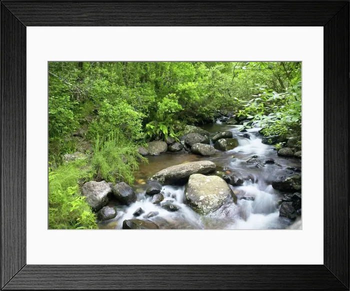 Framed Print : Riverine scene. Monks Cowl. Ukhahlamba Drakensberg Park