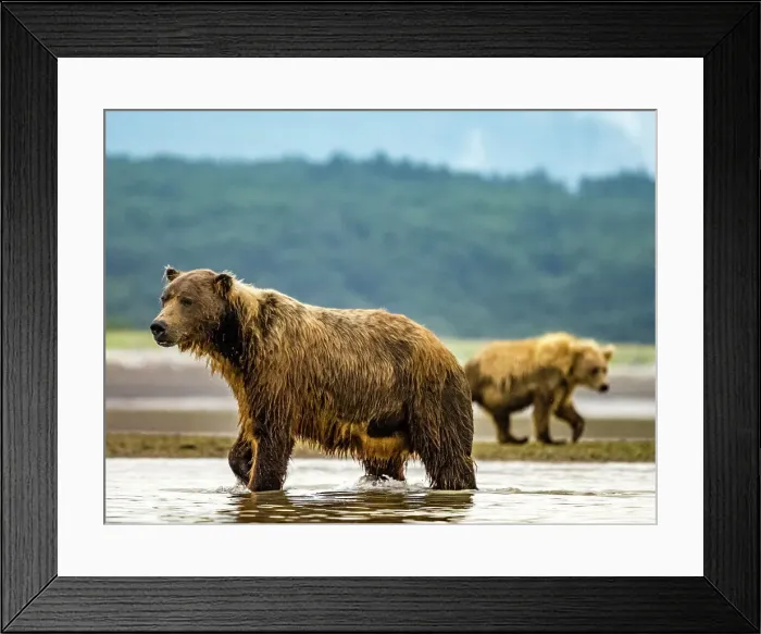 Framed Print : Alaska Chasing Salmon Coastal Brown Bears (Ursus Arctos Horribilis) Framed Print : Alaska Chasing Salmon Coastal Brown Bears (Ursus Arctos Horribilis)