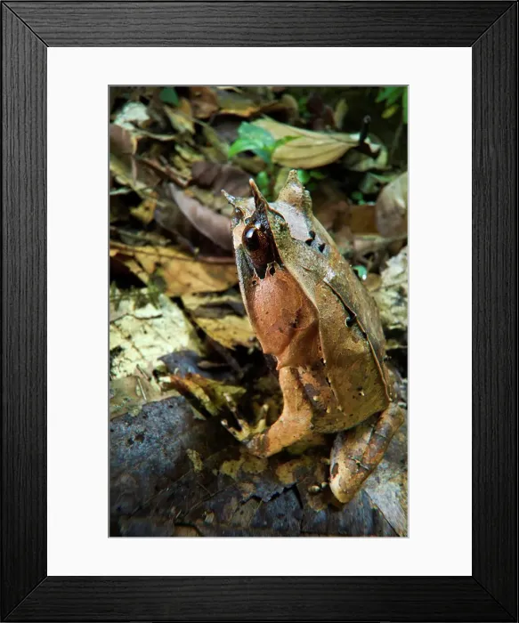 Framed Print : Long-Nosed Horned frog (Megophrys nasuta) amongst leaf litter in forest floor Framed Print : Long-Nosed Horned frog (Megophrys nasuta) amongst leaf litter in forest floor