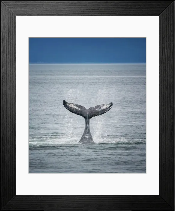 Framed Print : Max Seigal Photography Outdoors Nature Water