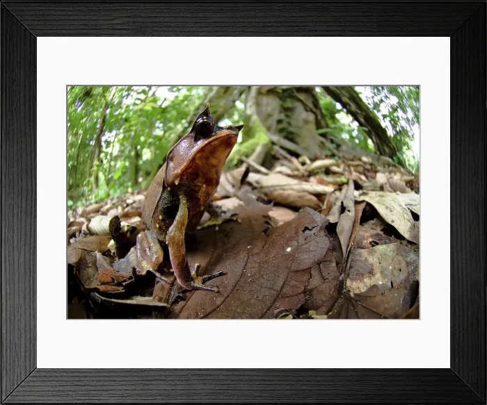 Framed Print : Long-Nosed Horned frog (Megophrys nasuta) amongst leaf litter in forest floor Framed Print : Long-Nosed Horned frog (Megophrys nasuta) amongst leaf litter in forest floor
