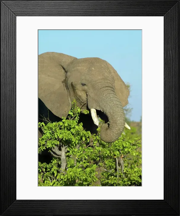 Framed Print : Elephant (Loxodonta africana) feeding on a Mopane Tree (Colophospermum mopane) Framed Print : Elephant (Loxodonta africana) feeding on a Mopane Tree (Colophospermum mopane)