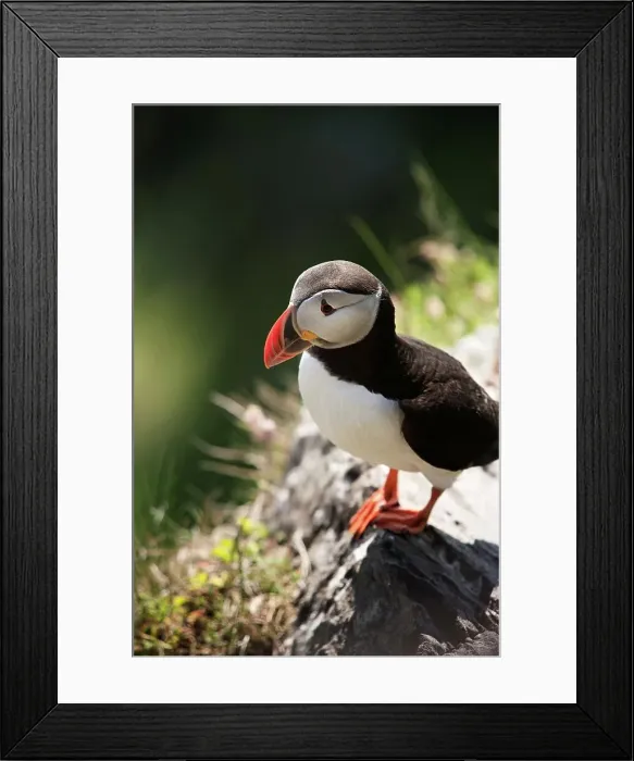 Framed Print : Atlantic puffin (Fratercula arctica) perching on a cliff Framed Print : Atlantic puffin (Fratercula arctica) perching on a cliff
