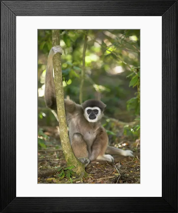 Framed Print : White- handed gibbon. Monkeyland Primate Sanctuary Framed Print : White- handed gibbon. Monkeyland Primate Sanctuary